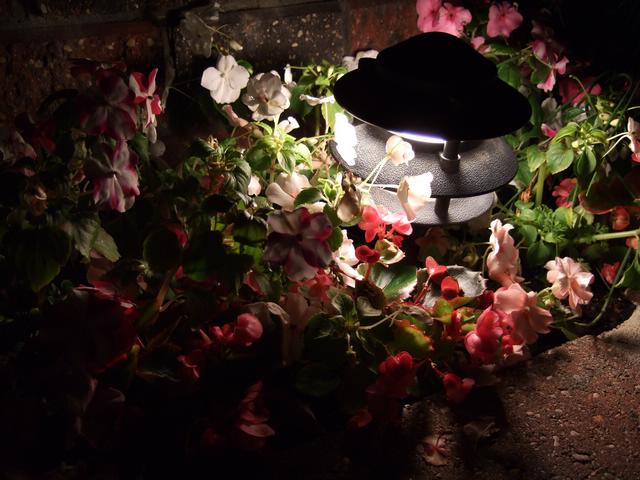 DSCF1874.JPG